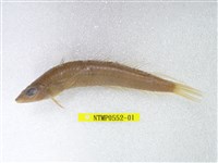 藏品(鬚棘吻魚)的圖片